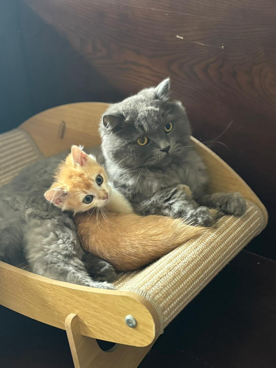 My cats